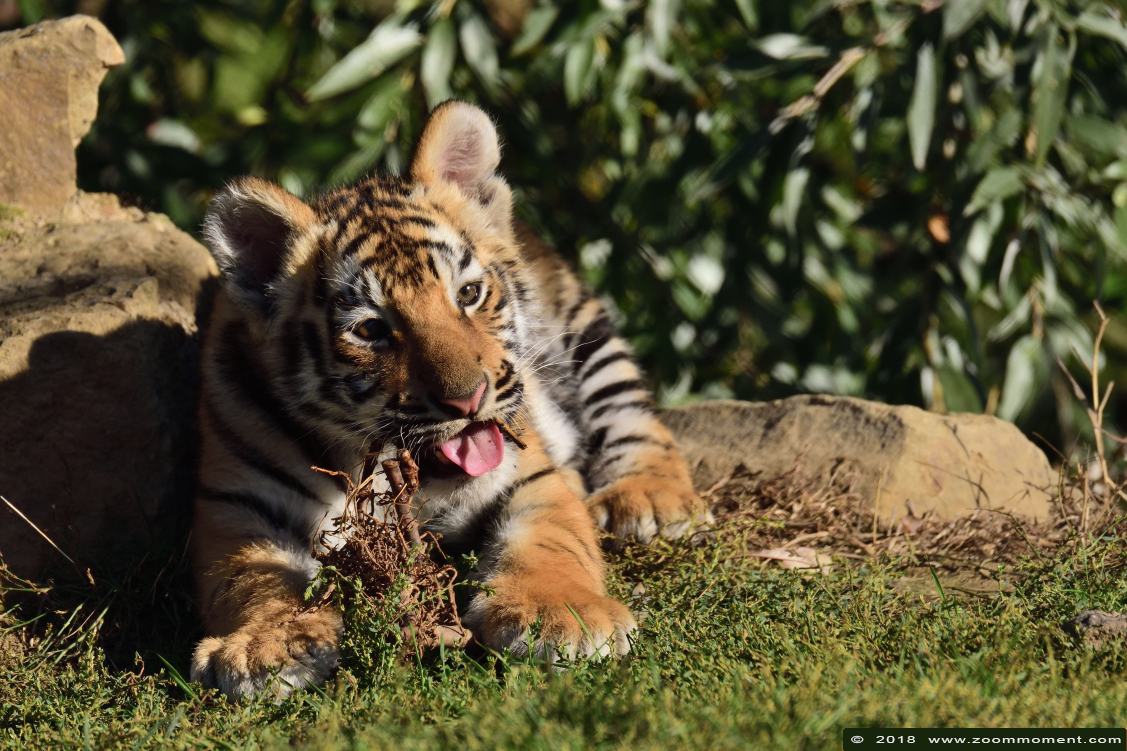 Bengaalse tijger ( Panthera tigris )  tiger
Welpjes geboren 28 juni 2018, op de foto ongeveer 3,5 maanden oud
Cubs, born 28 June 2018, on the picture about 3,5 months old
Trefwoorden: Mondo Verde   Nederland Netherlands Bengaalse  tijger  Panthera tigris  tiger