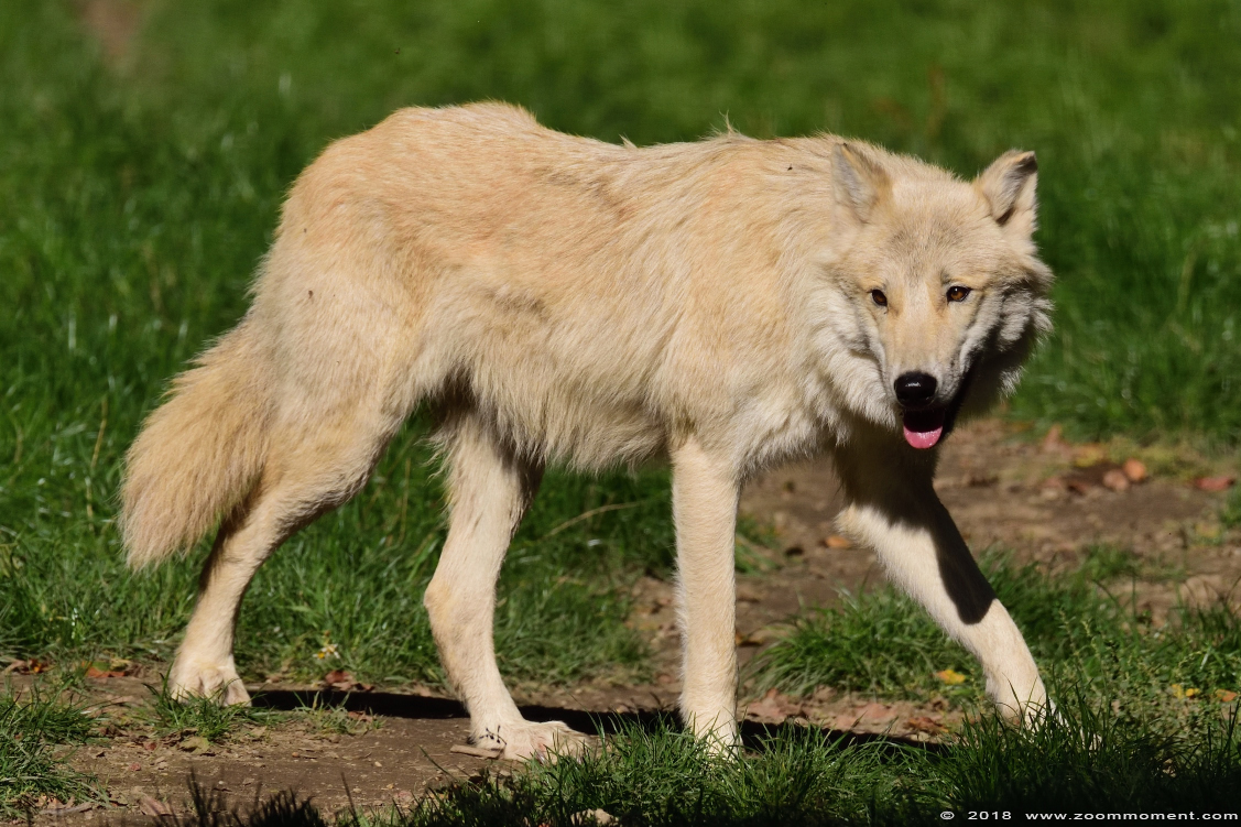 hudson bay wolf  ( Canis lupus hudsonicus ) wolf
Palavras chave: Mondo Verde   Nederland Netherlands hudson bay wolf Canis lupus hudsonicus 