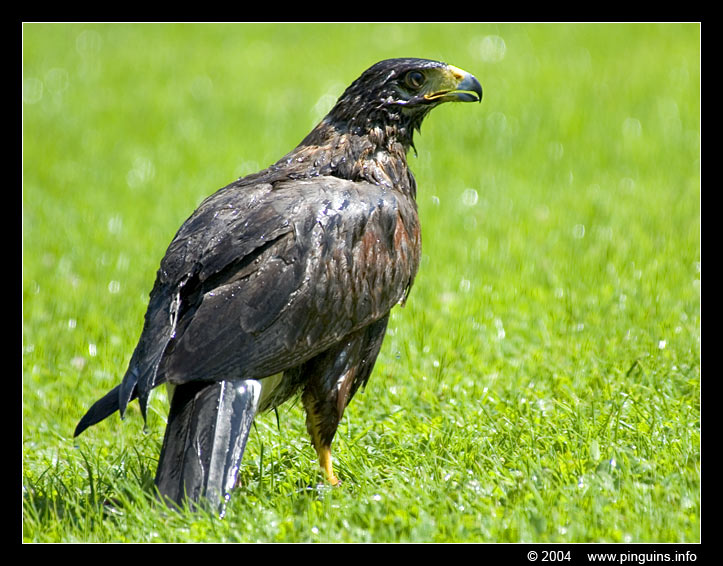 zeearend ( Haliaeetus albicilla ) eagle in Mondo Verde
Keywords: Mondo Verde   Nederland Netherlands zeearend  eagle vogel bird arend  Haliaeetus albicilla  eagle
