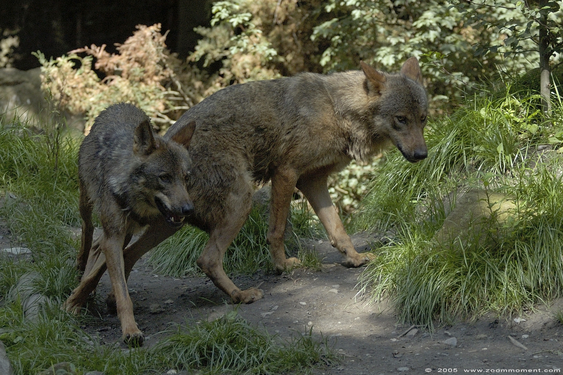 Iberische of Spaanse wolf ( Canis lupus signatus ) Iberian wolf
Λέξεις-κλειδιά: Allwetterzoo Münster Muenster zoo Canis lupus signatus Iberischer wolf spaanse wolf Iberian wolf