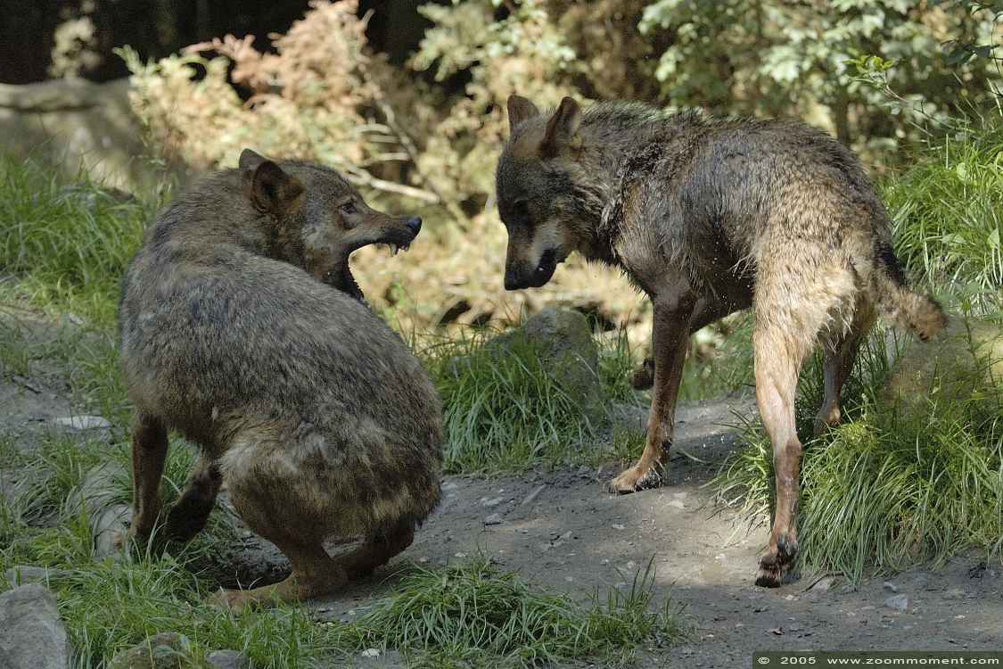 Iberische of Spaanse wolf ( Canis lupus signatus ) Iberian wolf
Λέξεις-κλειδιά: Allwetterzoo Münster Muenster zoo Canis lupus signatus Iberischer wolf spaanse wolf Iberian wolf