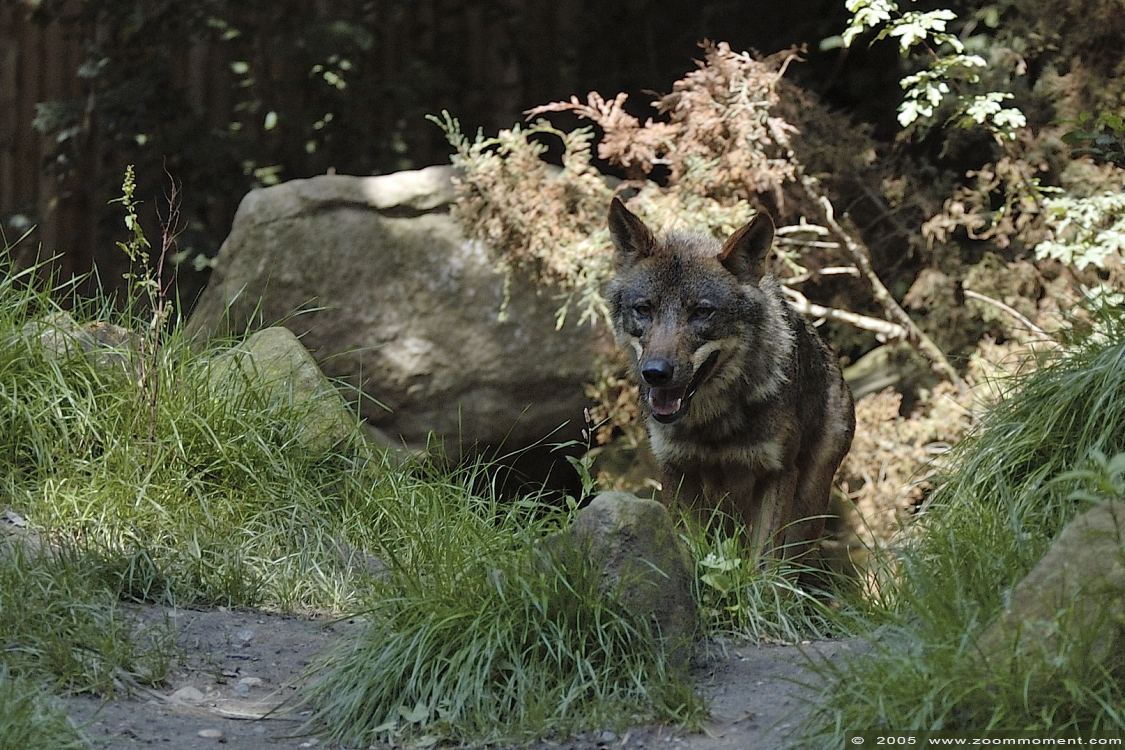 Iberische of Spaanse wolf ( Canis lupus signatus ) Iberian wolf
Ключові слова: Allwetterzoo Münster Muenster zoo Canis lupus signatus Iberischer wolf spaanse wolf Iberian wolf