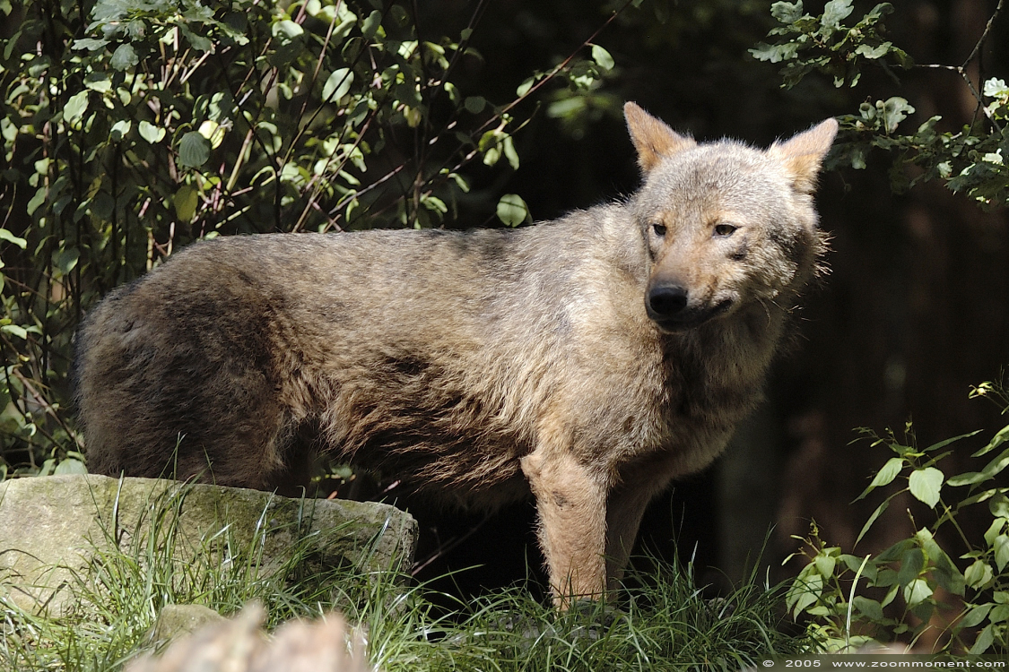 Iberische of Spaanse wolf ( Canis lupus signatus ) Iberian wolf
Keywords: Allwetterzoo Münster Muenster zoo Canis lupus signatus Iberischer wolf spaanse wolf Iberian wolf