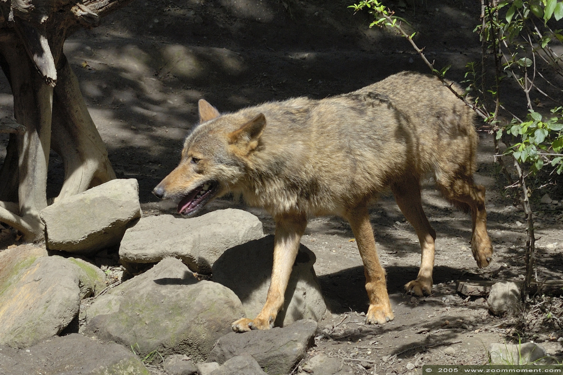 Iberische of Spaanse wolf ( Canis lupus signatus ) Iberian wolf
Trefwoorden: Allwetterzoo Münster Muenster zoo Canis lupus signatus Iberischer wolf spaanse wolf Iberian wolf