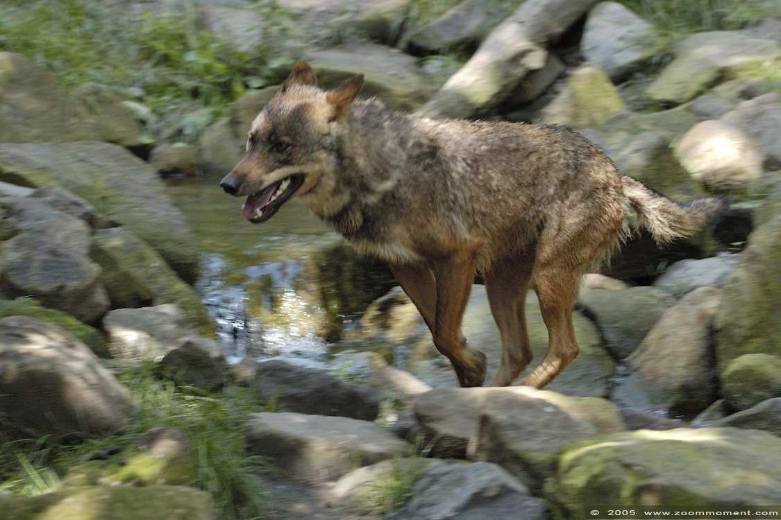 Iberische of Spaanse wolf ( Canis lupus signatus ) Iberian wolf
Ключові слова: Allwetterzoo Münster Muenster zoo Canis lupus signatus Iberischer wolf spaanse wolf Iberian wolf