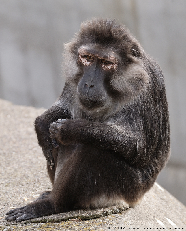 Tonkean makaak  ( Macaca tonkeana ) Tonkean macaque
Trefwoorden: Mulhouse Frankrijk France zoo aap monkey macaque Macaca tonkeana Tonkean macaque Tonkean makaak