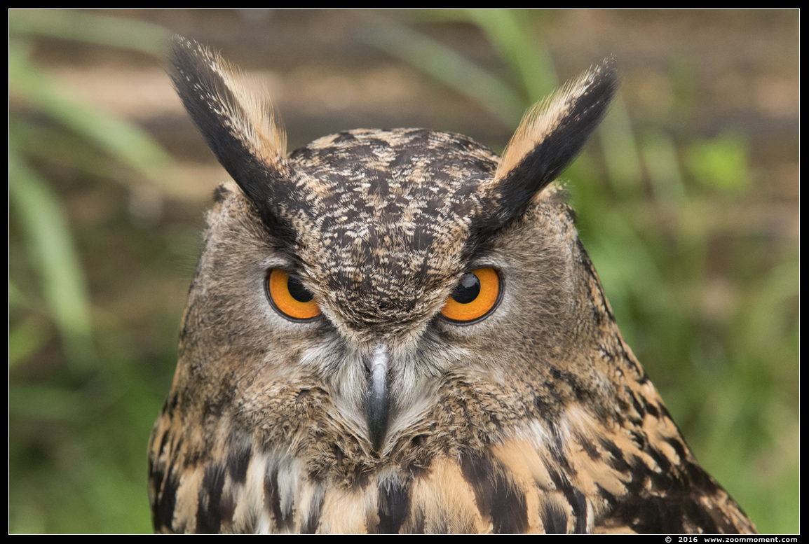 Europese oehoe ( Bubo bubo ) Eurasian eagle-owl
Vogelshoot 2016
Trefwoorden: Oliemeulen Tilburg zoo Europese oehoe  Bubo bubo Eurasian eagle owl