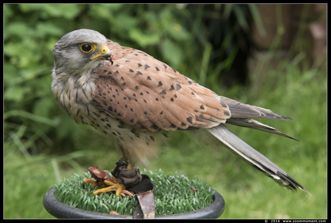 torenvalk ( Falco tinnunculus ) kestrel
Vogelshoot 2016
Trefwoorden: Oliemeulen Tilburg zoo torenvalk Falco tinnunculus kestrel