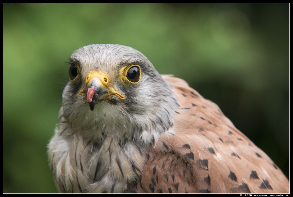 torenvalk ( Falco tinnunculus ) kestrel
Vogelshoot 2016
Trefwoorden: Oliemeulen Tilburg zoo torenvalk Falco tinnunculus kestrel