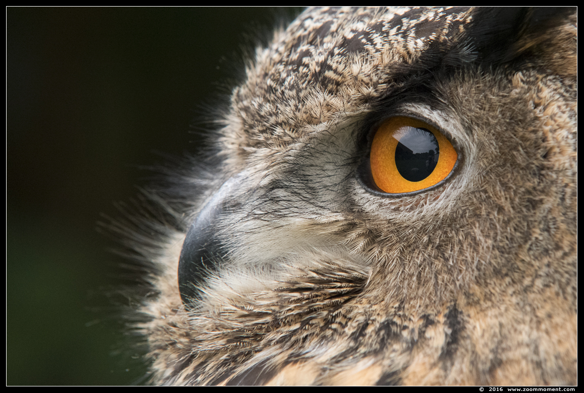 Europese oehoe ( Bubo bubo ) Eurasian eagle-owl
Vogelshoot 2016
Trefwoorden: Oliemeulen Tilburg zoo Europese oehoe  Bubo bubo Eurasian eagle owl