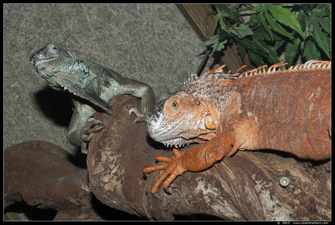 leguaan  ( Iguana iguana ) lizard
Trefwoorden: Oliemeulen Tilburg zoo leguaan   Iguana iguana  lizard