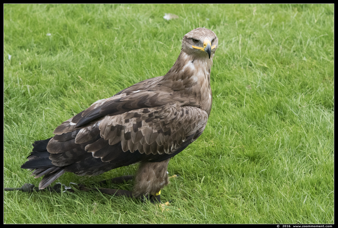 steppearend ( Aquila nipalensis ) steppe eagle
Vogelshoot 2016
Trefwoorden: Oliemeulen Tilburg zoo steppearend  Aquila nipalensis steppe eagle