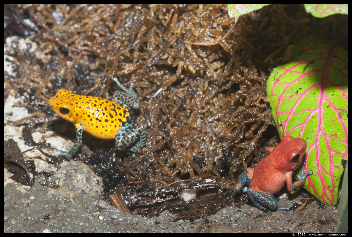 aardbeikikker  ( Oophaga pumillo almirante ) Strawberry poison-dart frog 
关键词: Oliemeulen Tilburg zoo aardbeikikker  Oophaga pumillo almirante Strawberry poison-dart frog 