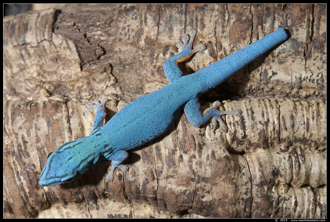 blauwe daggekko ( Lygodactylus williamsi ) turquoise dwarf gecko
Palavras-chave: Oliemeulen Tilburg zoo blauwe daggekko Lygodactylus williamsi turquoise dwarf gecko
