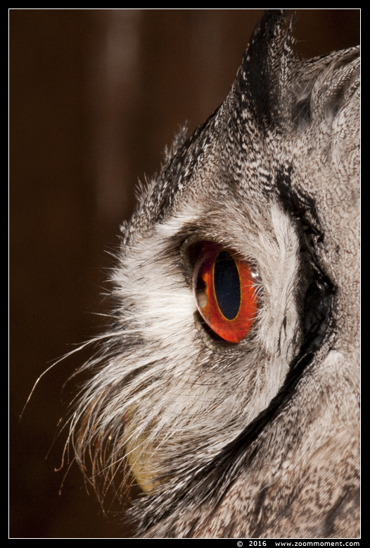 noordelijke witwangdwergooruil  ( Ptilopsis leucotis  )  northern white-faced owl
Photonight at De Oliemeulen (NL)
Trefwoorden: Oliemeulen Tilburg zoo Photonight noordelijke witwangdwergooruil   Ptilopsis leucotis   northern white-faced owl