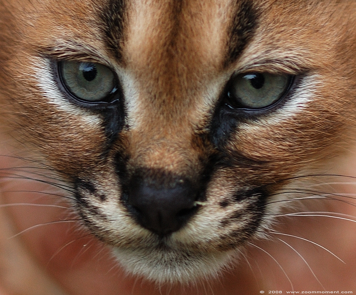 caracal of woestijnlynx ( Caracal caracal )
Keywords: Olmen zoo Belgie Belgium caracal woestijnlynx cat kat