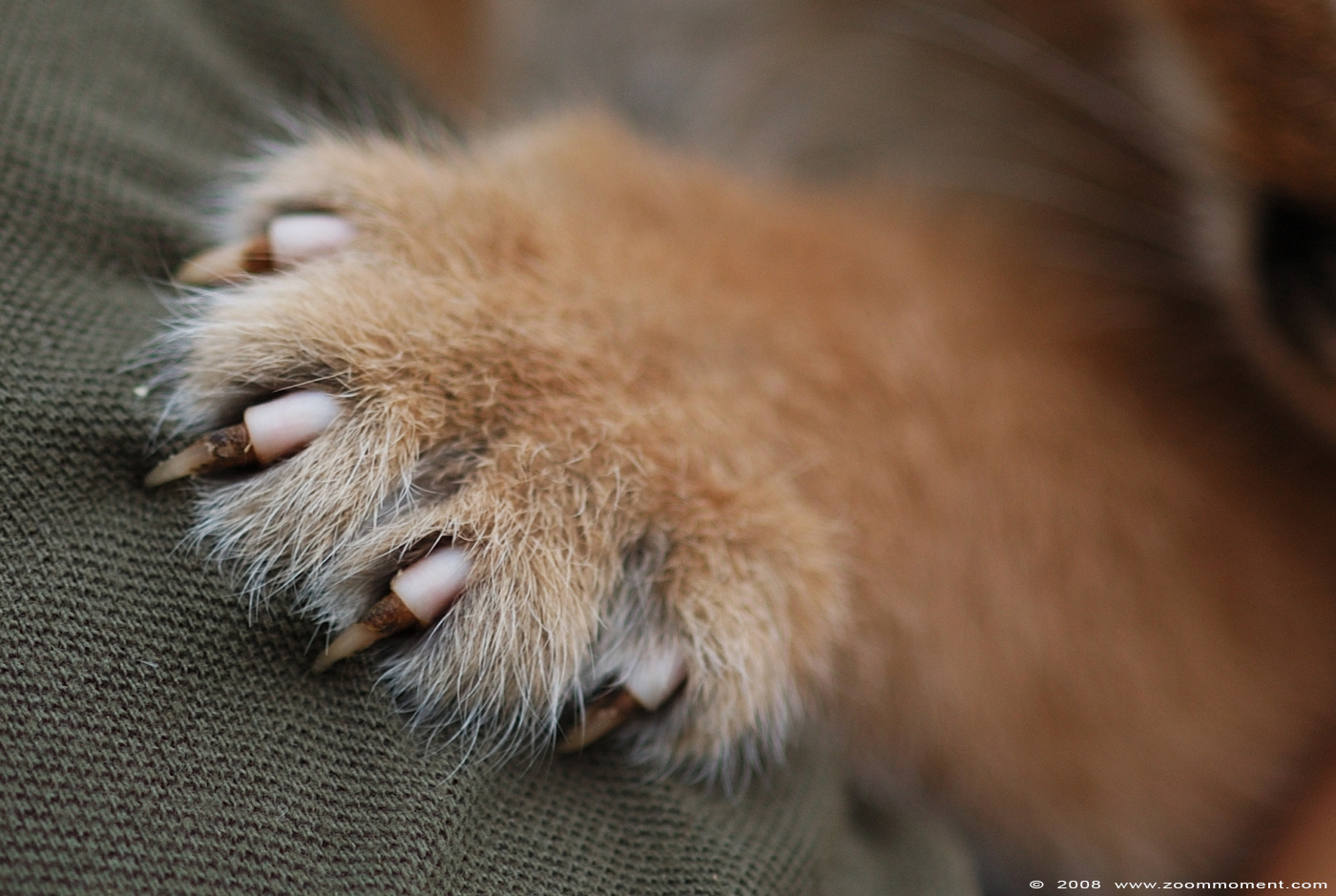 caracal of woestijnlynx ( Caracal caracal )
Ključne besede: Olmen zoo Belgie Belgium caracal woestijnlynx cat kat