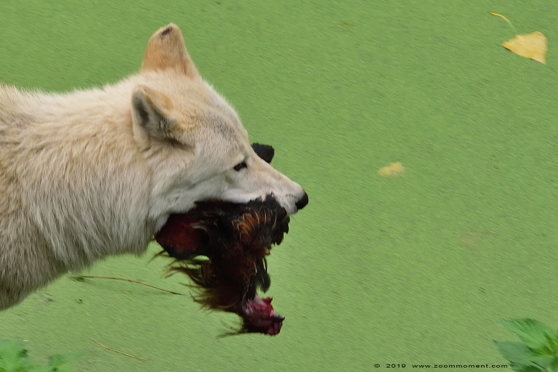Hudson Bay wolf  ( Canis lupus hudsonicus ) hudson wolf
Parole chiave: Olmen zoo Pakawi park Belgie Belgium Hudson Bay wolf  Canis lupus hudsonicus hudson wolf