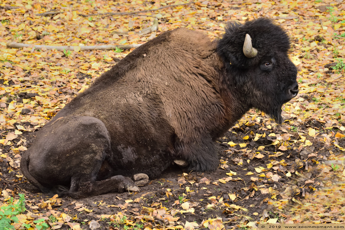 Bosbizon ( Bison bison athabascae )
Kulcsszavak: Olmen zoo Pakawi park Belgie Belgium Bosbizon  Bison bison athabascae 