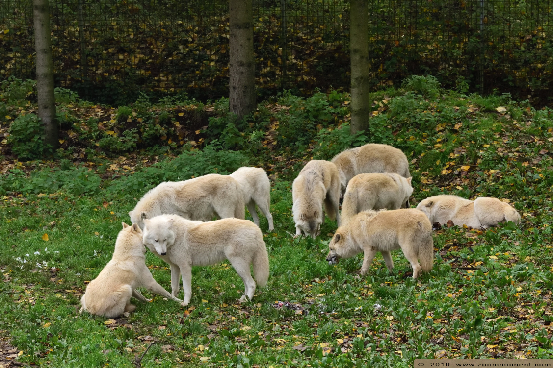 Hudson Bay wolf  ( Canis lupus hudsonicus ) hudson wolf
Palavras chave: Olmen zoo Pakawi park Belgie Belgium Hudson Bay wolf  Canis lupus hudsonicus hudson wolf