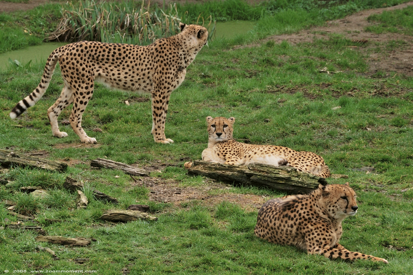 jachtluipaard ( Acinonyx jubatus jubatus ) cheetah
Ключевые слова: Olmen zoo Belgie Belgium jachtluipaard cheetah Acinonyx jubatus