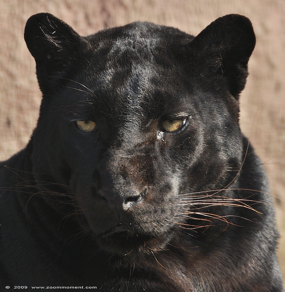 Afrikaanse zwarte panter ( Panthera pardus pardus ) African black leopard
关键词: Olmen zoo Belgium Afrikaanse zwarte panter Panthera pardus pardus African black leopard