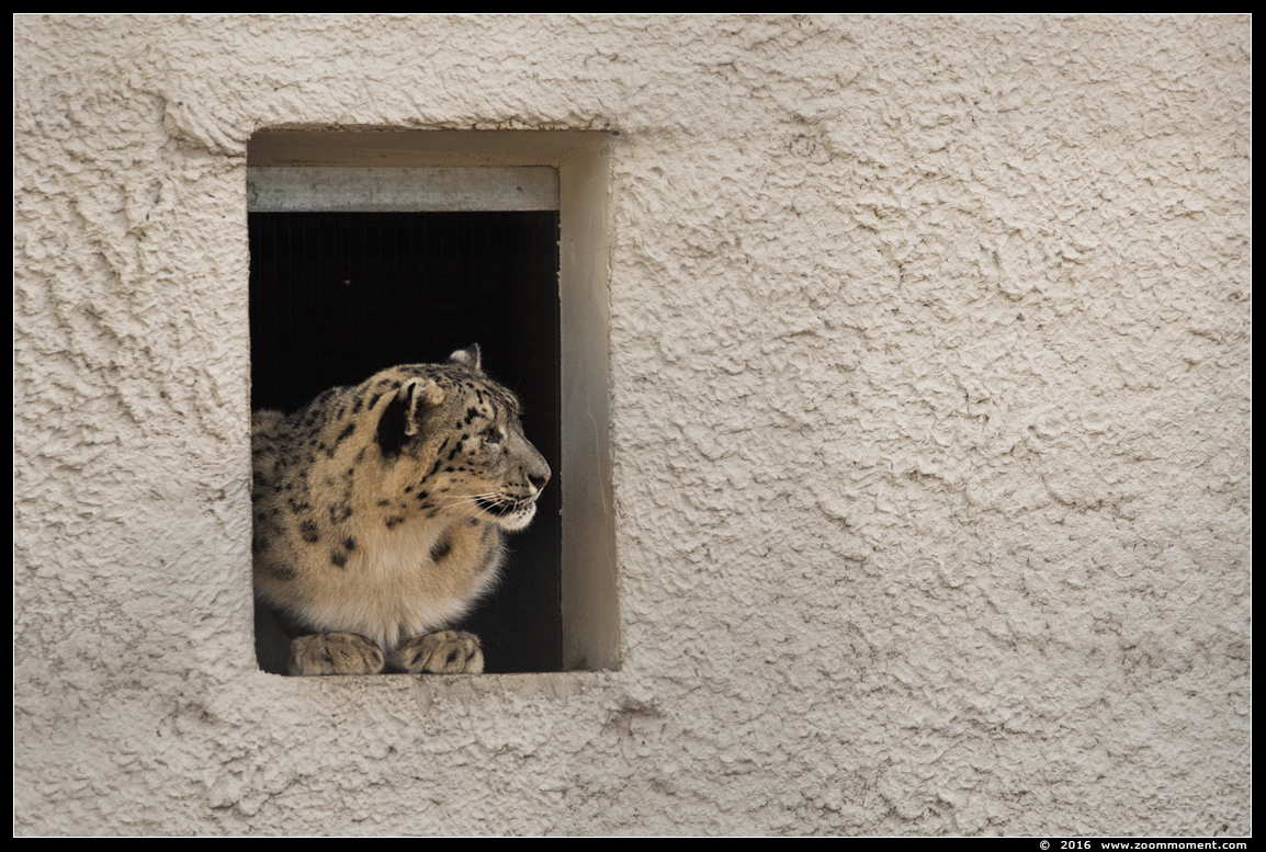sneeuwluipaard of sneeuwpanter ( Panthera uncia of Uncia uncia ) snow leopard
Trefwoorden: Olmen zoo Belgie Belgium sneeuwluipaard sneeuwpanter Panthera uncia Uncia uncia snow leopard
