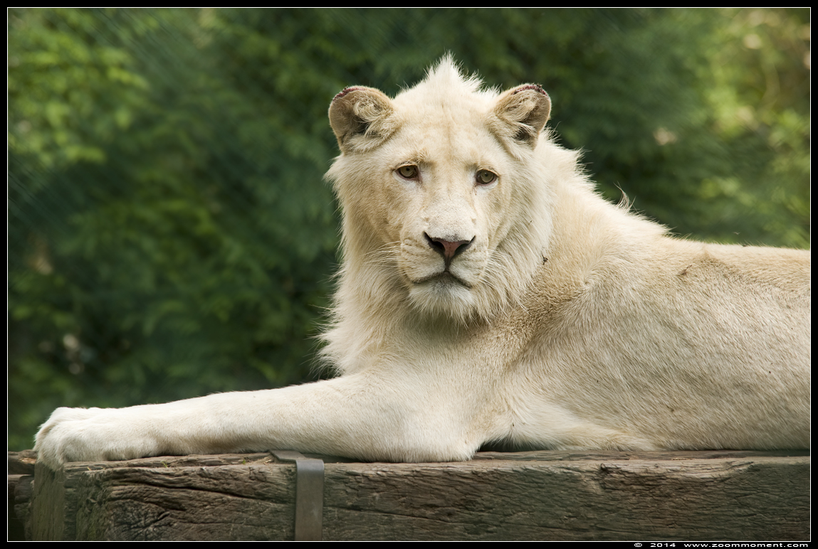 witte leeuw  ( Panthera leo )  white lion
Owen
Λέξεις-κλειδιά: Olmen zoo Belgie Belgium witte leeuw Panthera leo white lion