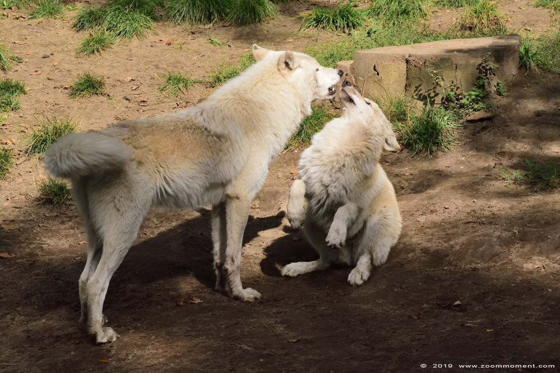 Hudson Bay wolf ( Canis lupus hudsonicus )
Ključne reči: Osnabrueck Germany  Hudson Bay wolf  Canis lupus hudsonicus 