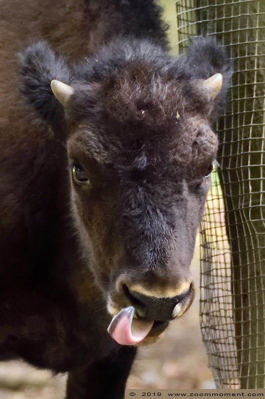 Bosbison ( Bison bison athabascae ) wood bison
Palavras chave: Osnabrueck Germany  bosbison  Bison bison athabascae  wood bison