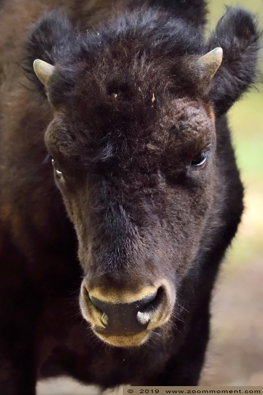 Bosbison ( Bison bison athabascae ) wood bison
Trefwoorden: Osnabrueck Germany  bosbison  Bison bison athabascae  wood bison
