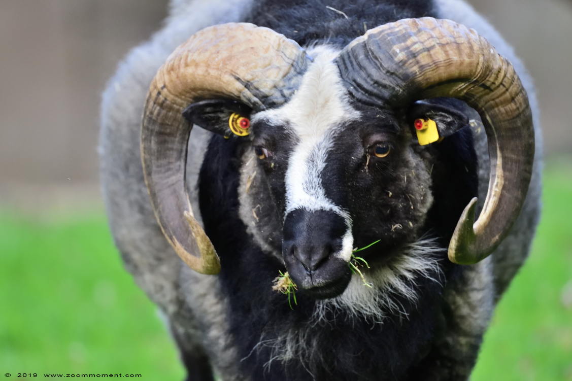 Gute schaap of gotland schaap ( Ovis aries ) sheep
Trefwoorden: Osnabrueck Germany Gute schaap  gotland schaap  Ovis aries  sheep