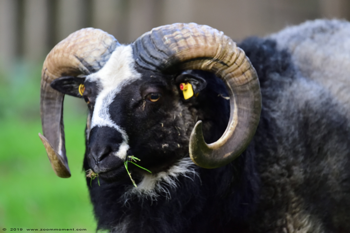 Gute schaap of gotland schaap ( Ovis aries ) sheep
Avainsanat: Osnabrueck Germany  Gute schaap  gotland schaap  Ovis aries  sheep