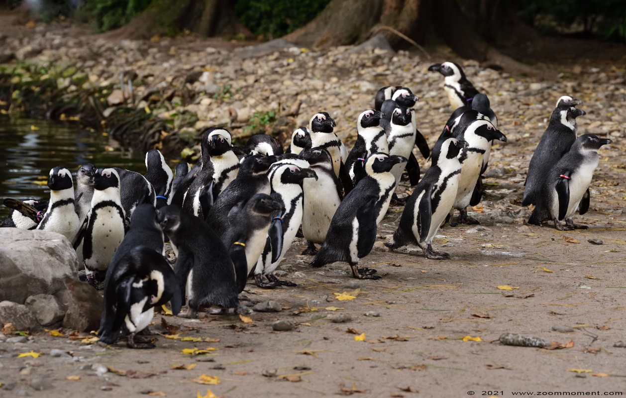 Afrikaanse pinguïn ( Spheniscus demersus ) African penguin Afrikanischer Pinguin Brillenpinguin
Trefwoorden: Zooparc Overloon Nederland Afrikaanse pinguïn Spheniscus demersus African penguin Afrikanischer Pinguin Brillenpinguin