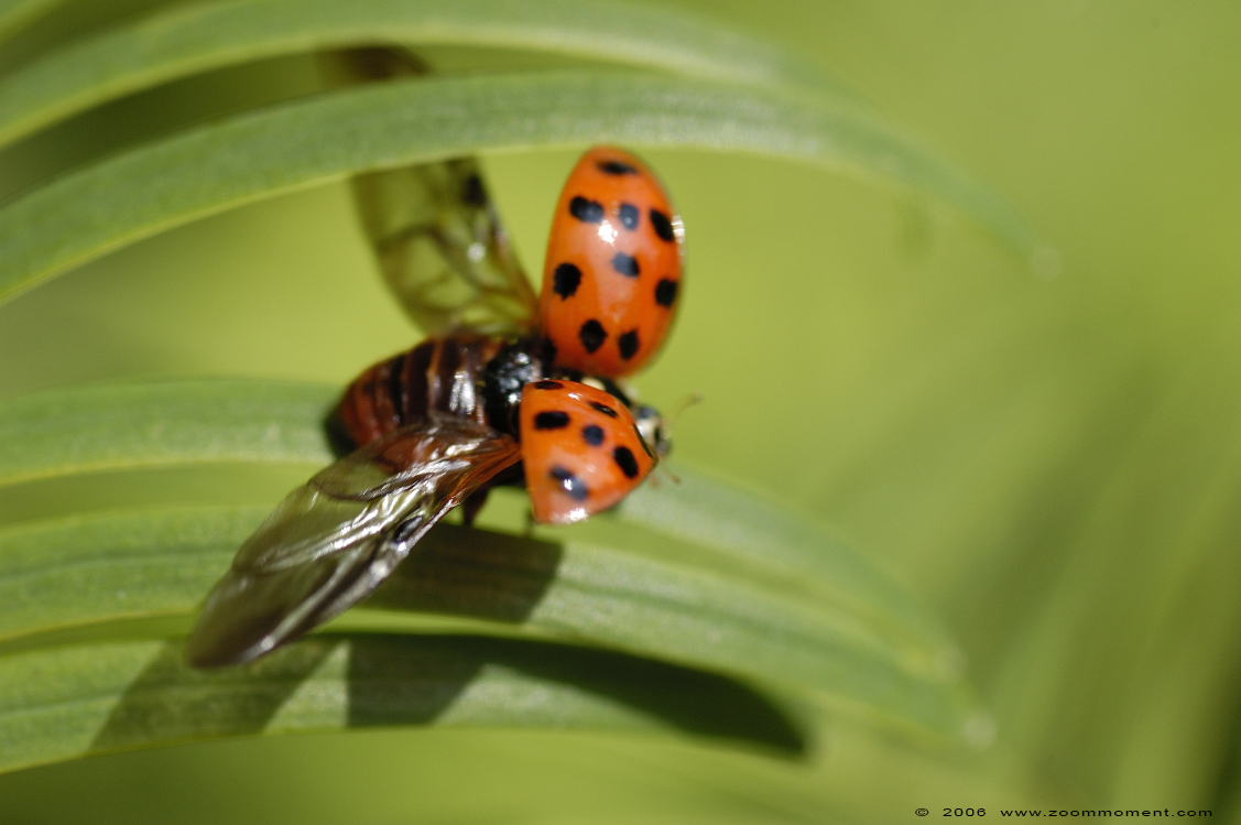 lieveheersbeestje ladybug
Ključne besede: Overloon zoo Nederland lieveheersbeestje ladybug