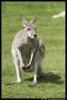 _DSC4547_Overloon_kangoeroe.jpg