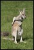 _DSC4571_Overloon_kangoeroe.jpg