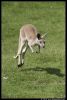 _DSC4595_Overloon_kangoeroe.jpg