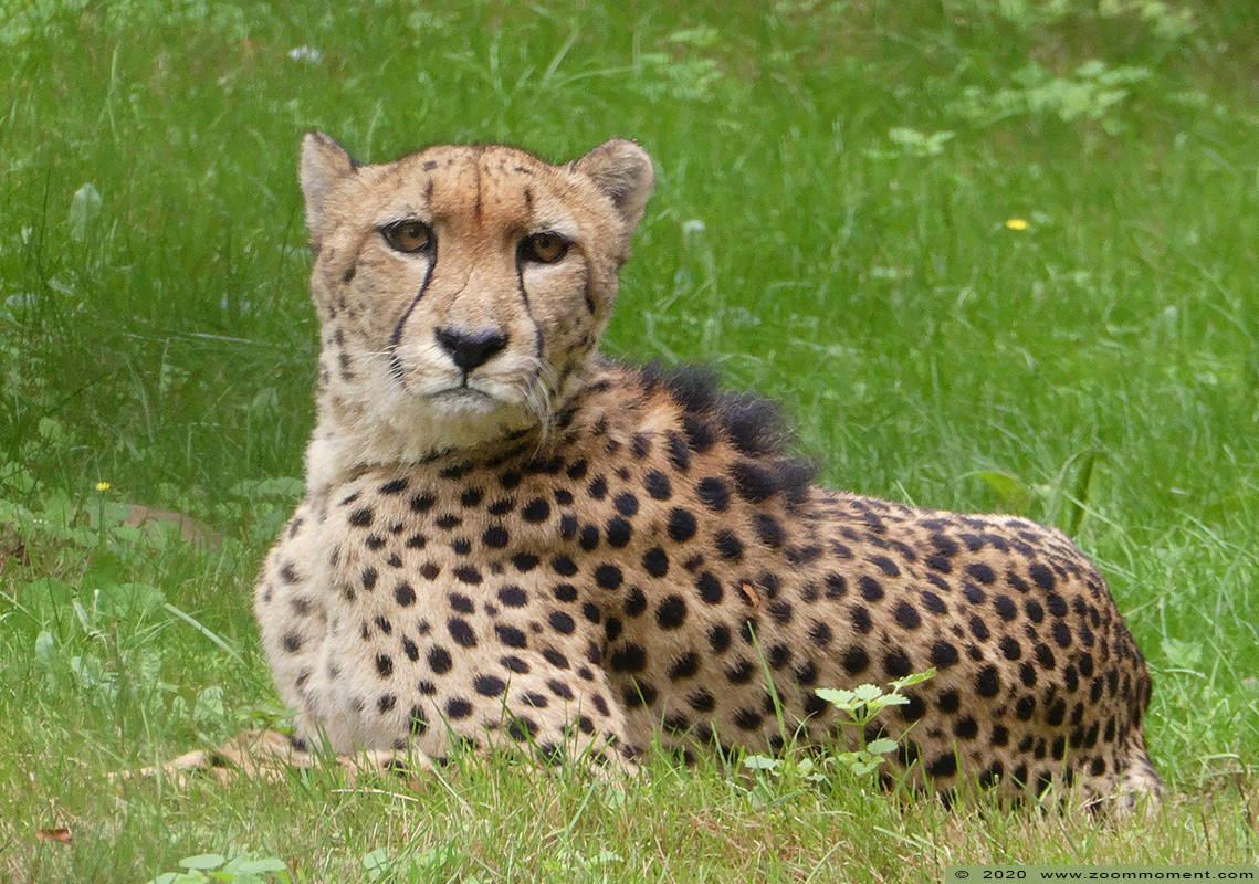 jachtluipaard ( Acinonyx jubatus ) cheetah
Kľúčové slová: Olmen zoo Pakawi park Belgie Belgium jachtluipaard Acinonyx jubatus cheetah