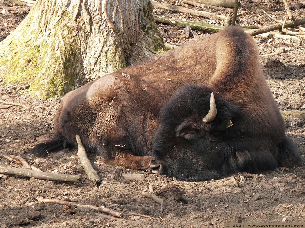 Bosbizon ( Bison bison athabascae )
Ключевые слова: Olmen zoo Pakawi park Belgie Belgium Bosbizon Bison bison athabascae