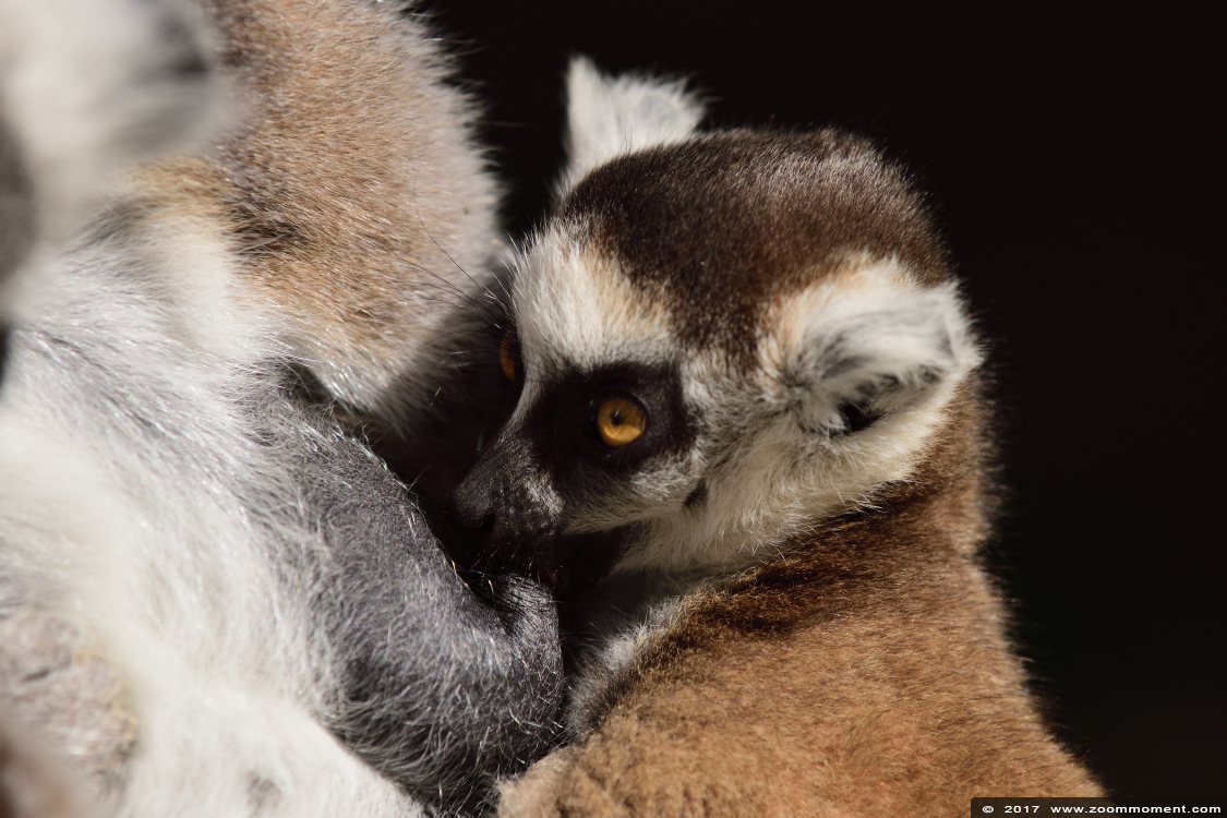 katta of ringstaartmaki ( Lemur catta ) ring tailed lemur 
Trefwoorden: vogel bird Veldhoven Nederland Netherlands katta ringstaartmaki Lemur catta ring tailed lemur