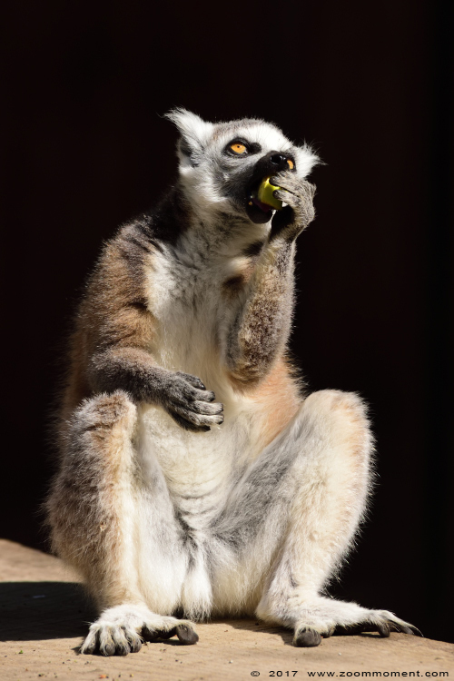 katta of ringstaartmaki ( Lemur catta ) ring tailed lemur 
Trefwoorden: vogel bird Veldhoven Nederland Netherlands katta ringstaartmaki Lemur catta ring tailed lemur