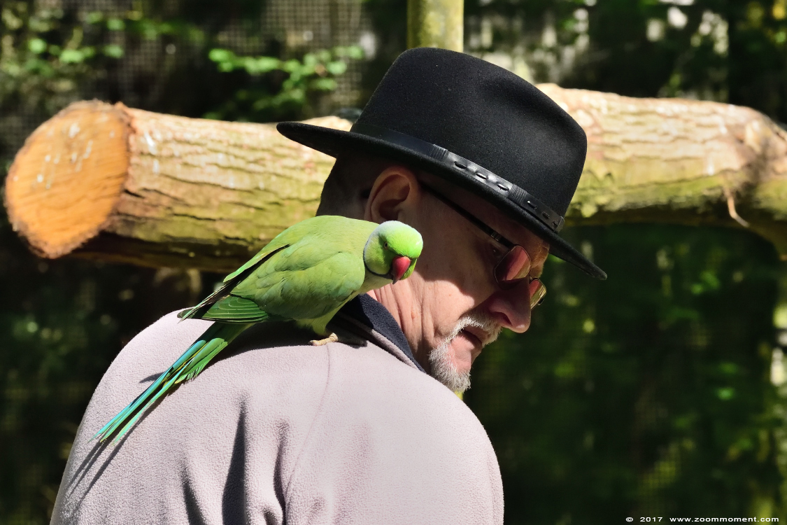 parkiet parrot
Trefwoorden: vogel bird Veldhoven Nederland Netherlands parkiet parrot
