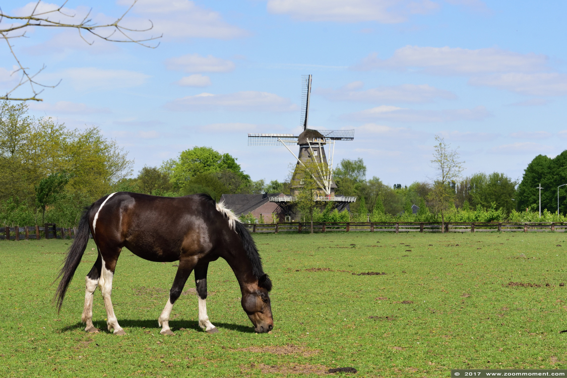 paard horse
Trefwoorden: vogel bird Veldhoven Nederland Netherlands paard horse