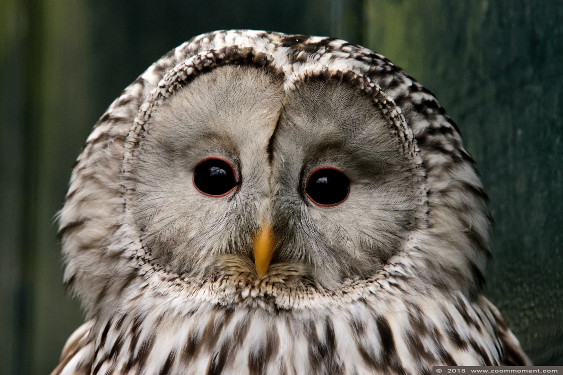 Oeraluil ( Strix uralensis ) Ural owl
Trefwoorden: Veldhoven Nederland Netherlands oeraluil Strix uralensis ural owl