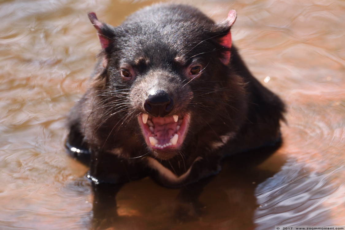 tasmaanse duivel ( Sarcophilus harrisii )  Tasmanian devil
Trefwoorden: Planckendael zoo Belgie Belgium tasmaanse duivel Sarcophilus harrisii Tasmanian devil
