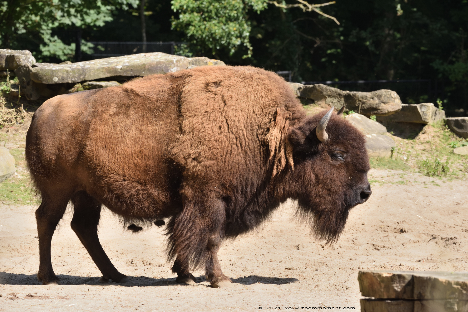 bizon ( Bison bison )
Trefwoorden: Planckendael Belgium bizon Bison bison