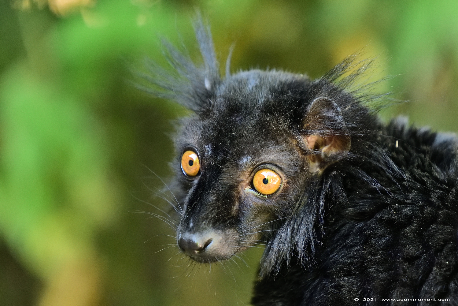 moormaki ( Eulemur macaco ) black lemur
Trefwoorden: Planckendael Belgium moormaki Eulemur macaco black lemur