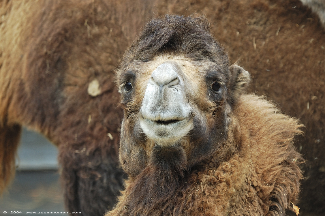 kameel  ( Camelus bactrianus )  Bactrian camel
Trefwoorden: Planckendael zoo Belgie Belgium Camelus bactrianus Bactrian camel kameel