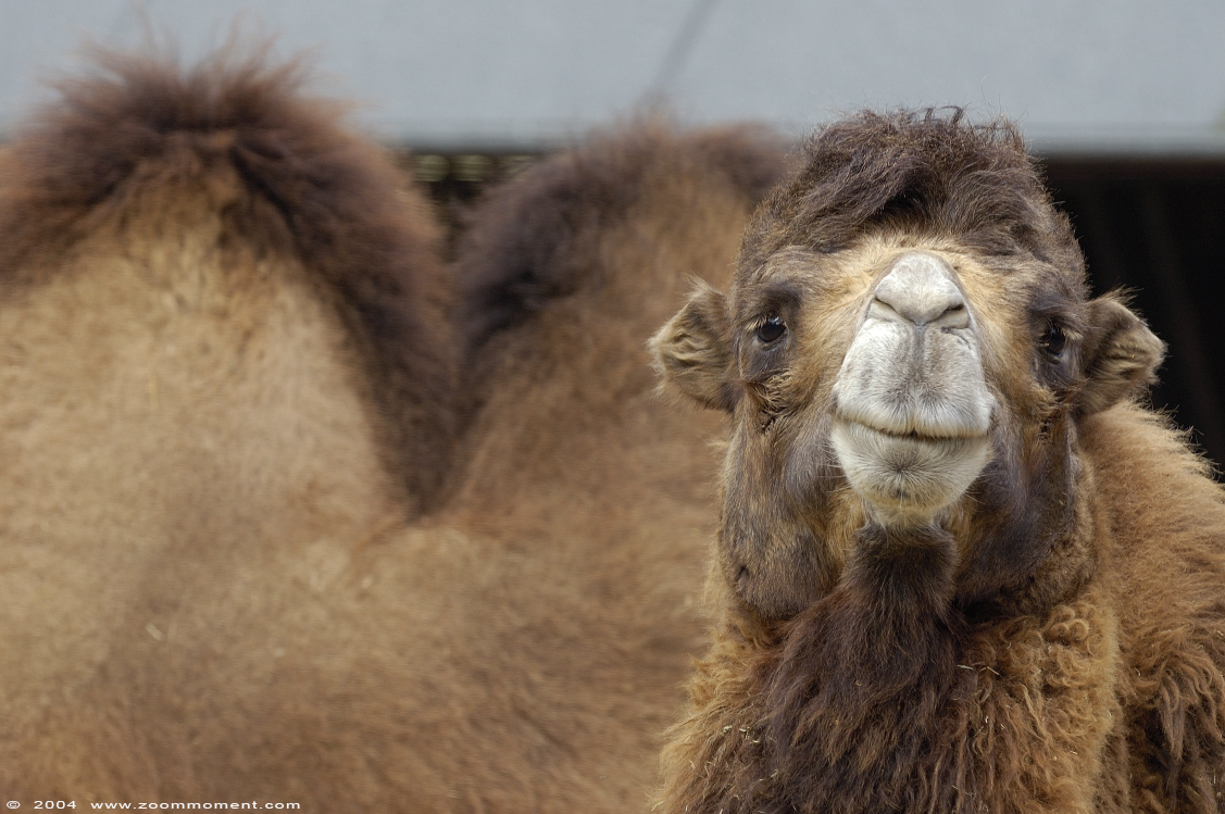 kameel  ( Camelus bactrianus )  Bactrian camel
Trefwoorden: Planckendael zoo Belgie Belgium Camelus bactrianus Bactrian camel kameel